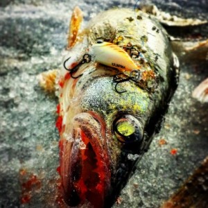Profile picture of rippinlips0414