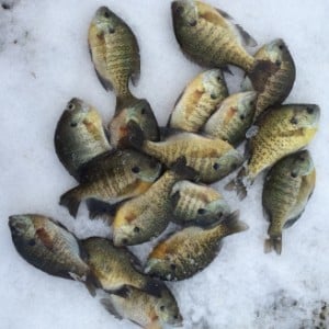 Automatic fisherman setup for walleye - Ice Fishing Forum - Ice Fishing  Forum