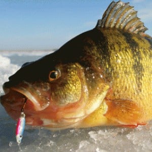 Best Deadstick Rod - Ice Fishing Forum - Ice Fishing Forum