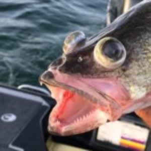 Whats your favorite lure for Walleye through the ice? - Ice Fishing Forum -  Ice Fishing Forum