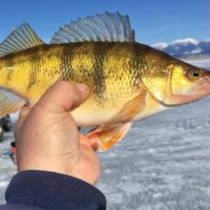 Best All Around Ice Fishing Gloves - Ice Fishing Forum - Ice Fishing Forum