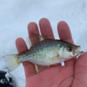 Tips for avoiding hook swallow - Bluegills, Crappies, Perch & Whitebass -  Bluegills, Crappies, Perch & Whitebass