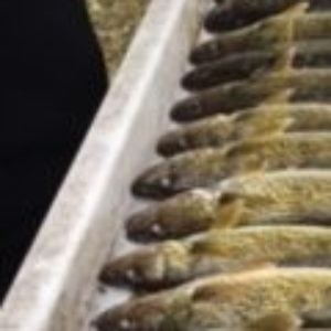 Profile picture of eyefishwalleye