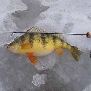 Underwater Camera Recommendations or Criticisms? - Ice Fishing Forum - Ice  Fishing Forum