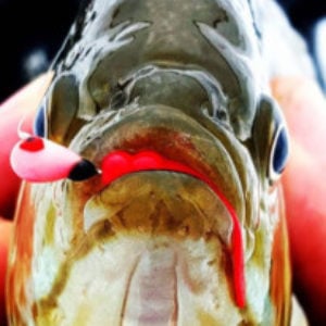 Plastics for Walleye - Ice Fishing Forum - Ice Fishing Forum