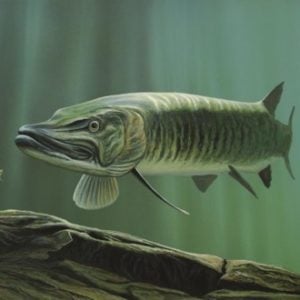 Profile picture of Esox