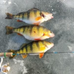 Fenwick world class ice rod - Ice Fishing Forum - Ice Fishing