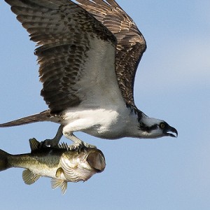 Profile picture of Osprey
