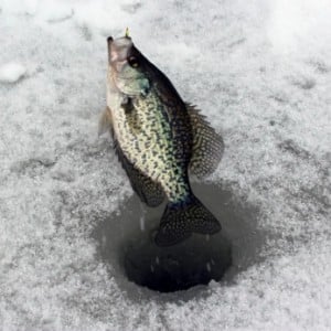 In-Line versus Small Spinining Reels for Panfish - Ice Fishing