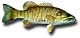 Profile picture of bassinted