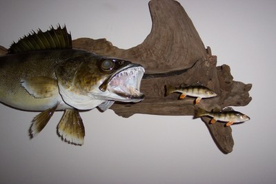 Fish Taxidermy Mounts Recently Finished - General Discussion Forum -  General Discussion Forum