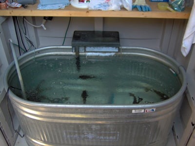 Cat Tip of the Day: Maintaining Bullhead Bait Tank - Catfish & Sturgeon -  Catfish & Sturgeon