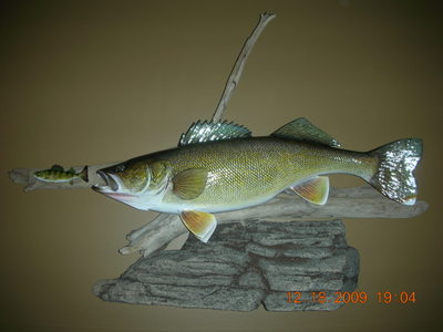 Walleye Mount - General Discussion Forum - General Discussion Forum