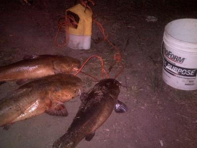 Flatheads from last spring - Mississippi River – Catfish - Mississippi  River – Catfish