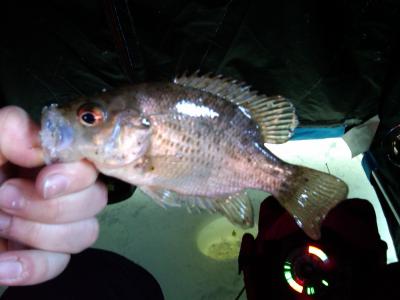 Rock Bass Crappie? - General Discussion Forum - General Discussion Forum