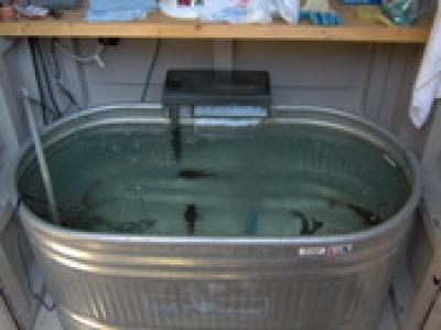 Bait tank filter system - Catfish & Sturgeon - Catfish & Sturgeon
