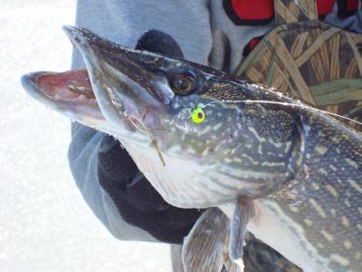 Fish on rattle reels - Ice Fishing Forum - Ice Fishing Forum