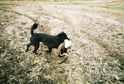 do border collies hunt