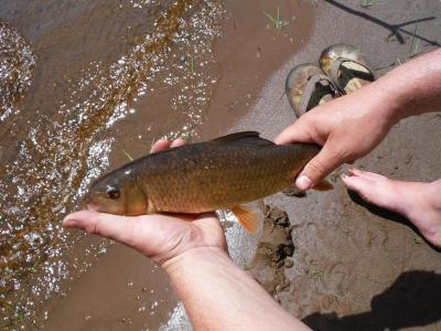 Sucker identification? - Carp, Suckers & Rough Fish - Carp