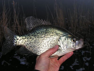 Spring Crappie Bite in Alexandria, MN - Fishing Reports