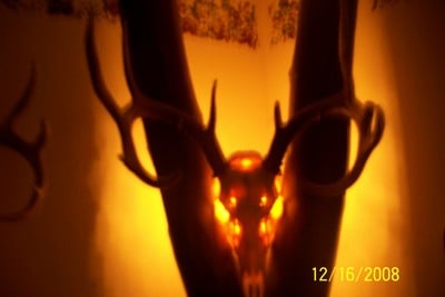 European skull mount lighted. Deer Hunting Deer Hunting In Depth Outdoors