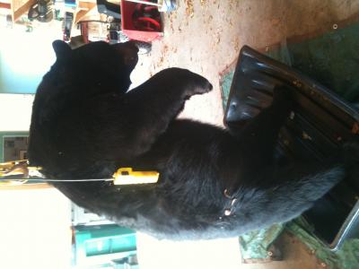 Huge 648-pound black bear bagged in western Wisconsin - Grand Forks Herald