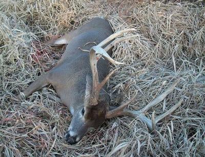 8 Great World-Record Typical Whitetail Deer