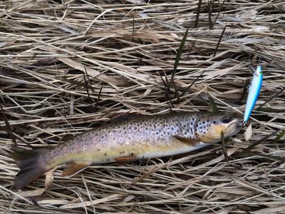 Spin Casting for Small Stream Trout - Fishing Reports