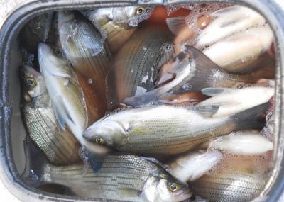 Wolf River White Bass Run 