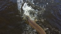 This toothy pike was one angry slimmer !!