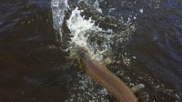 This toothy pike was one angry slimmer !!