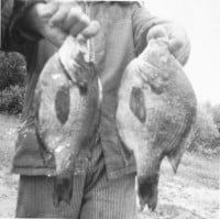 Common back in the day, this is a pair of dandies from my grandpa when fishing the Alexandria area, early 1940's.