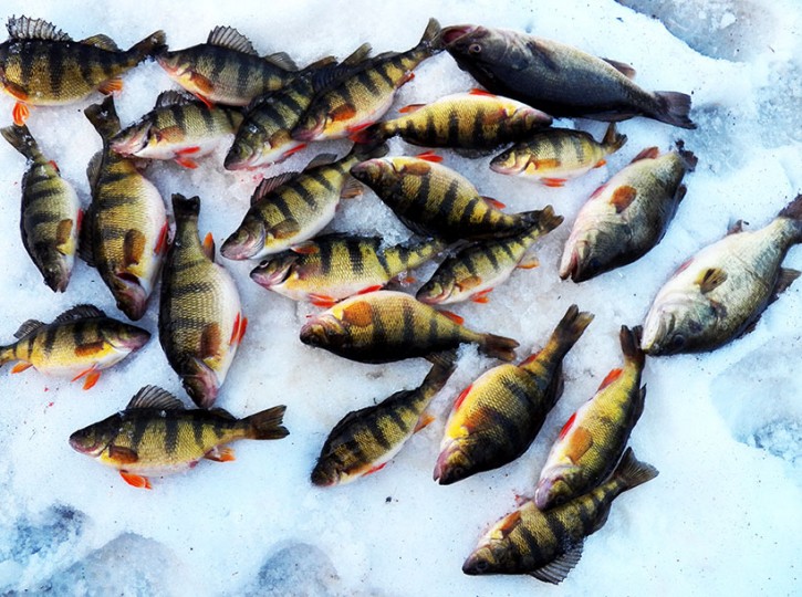 Ice Fishing, Late Ice Iowa Perch! - Fishing Reports