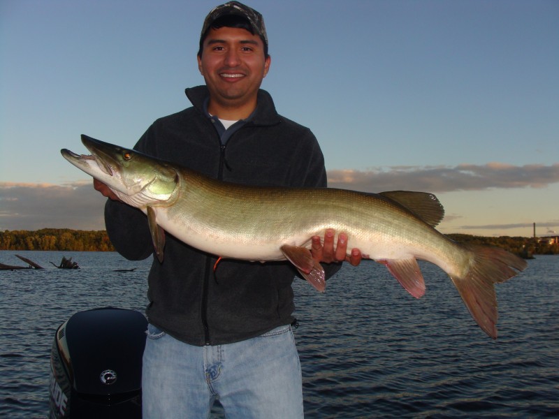 Nice Superbou Musky