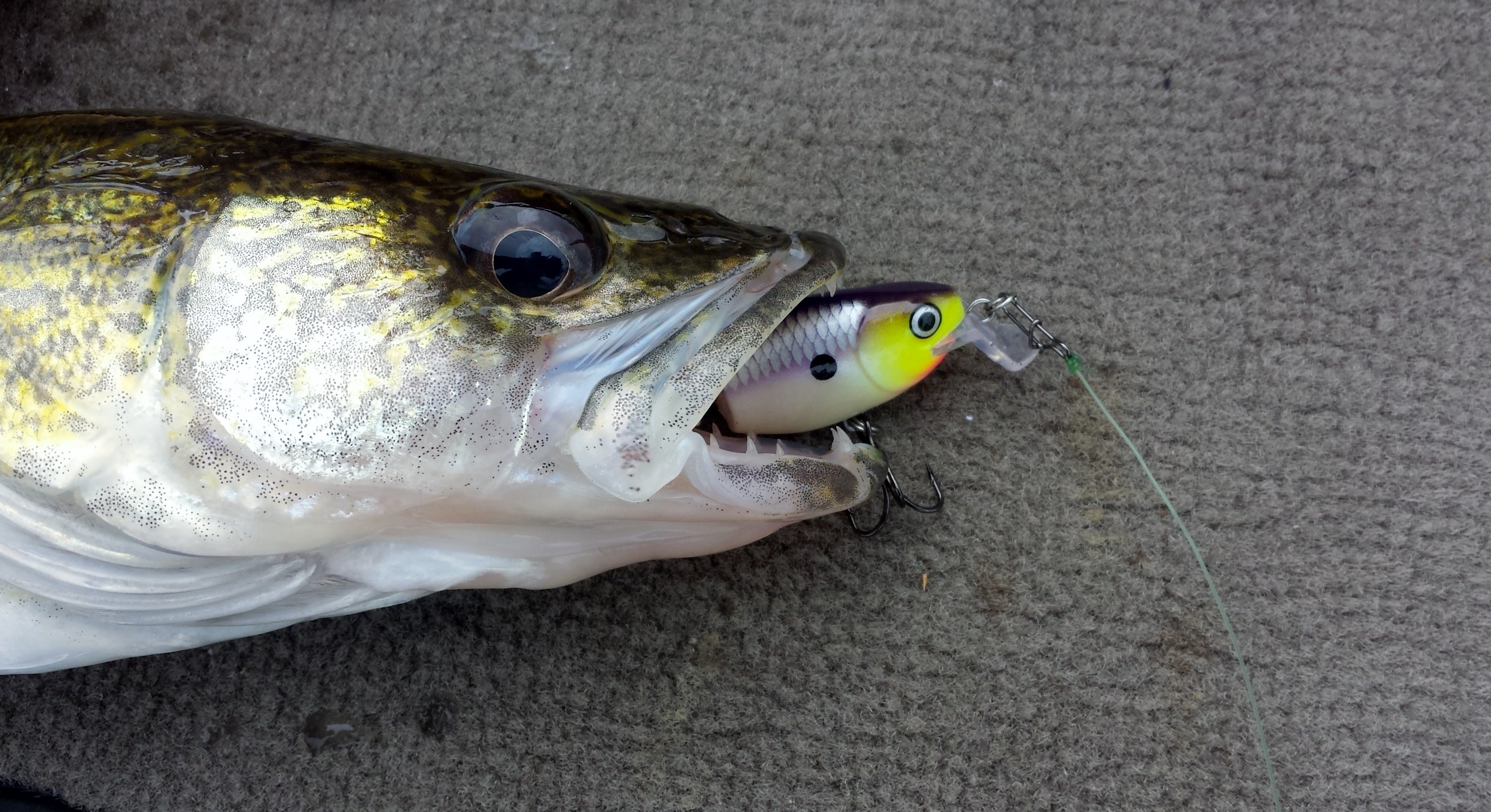 Fall fishing on the Mississippi River Pool 10 Fishing Reports InDepth Outdoors