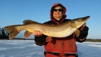 Huge Roaming Pike