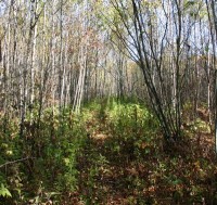 A Young Thick Aspen Stand