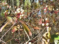 A Gray Dogwood and it's berries