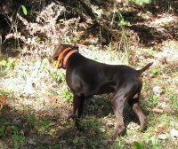 Star pointing a Grouse