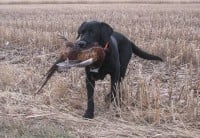 Rufus with one of many rertrieves in South Dakota