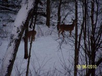 A Couple Lookers