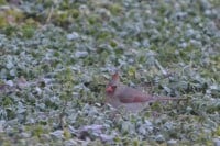 Look at that Clover!