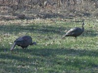 DSD hen decoy setup!