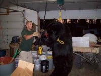 Official Weigh In - Processing a bear in the shop