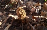First morel of the season for me
