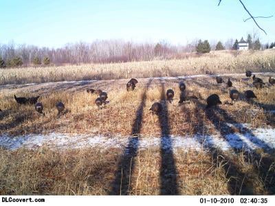 1338641231-turkeys_college_farm